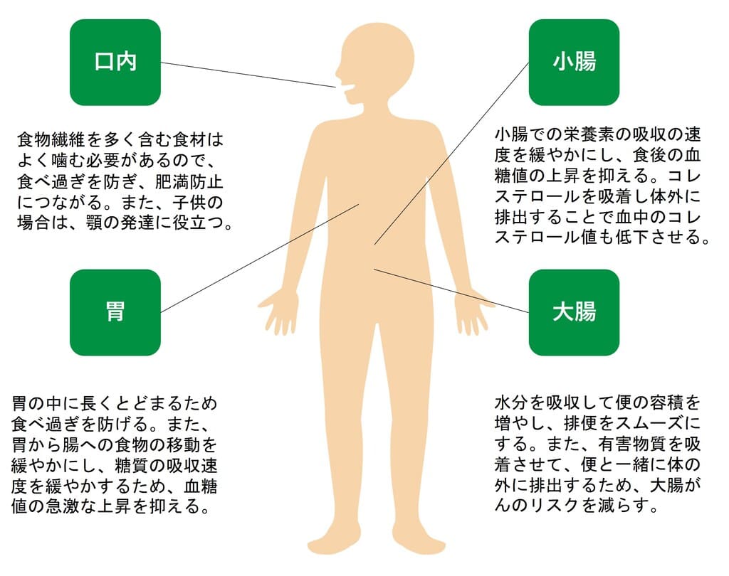 食物繊維の働き