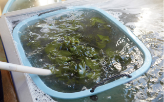 01.湯通しの写真