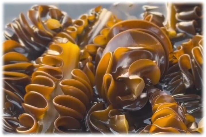 めかぶの養殖ものがたり～海の恵みへの挑戦と情熱～