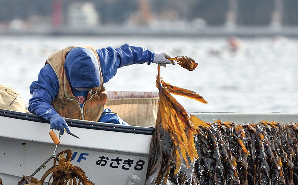 わかめ養殖