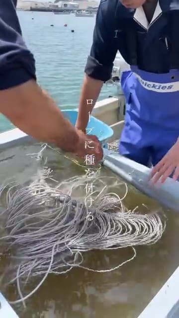 ロープに種を付ける様子