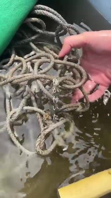 種が付いたロープの様子