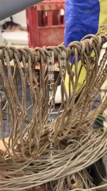 漁師さん「顕微鏡で見ればわかります」