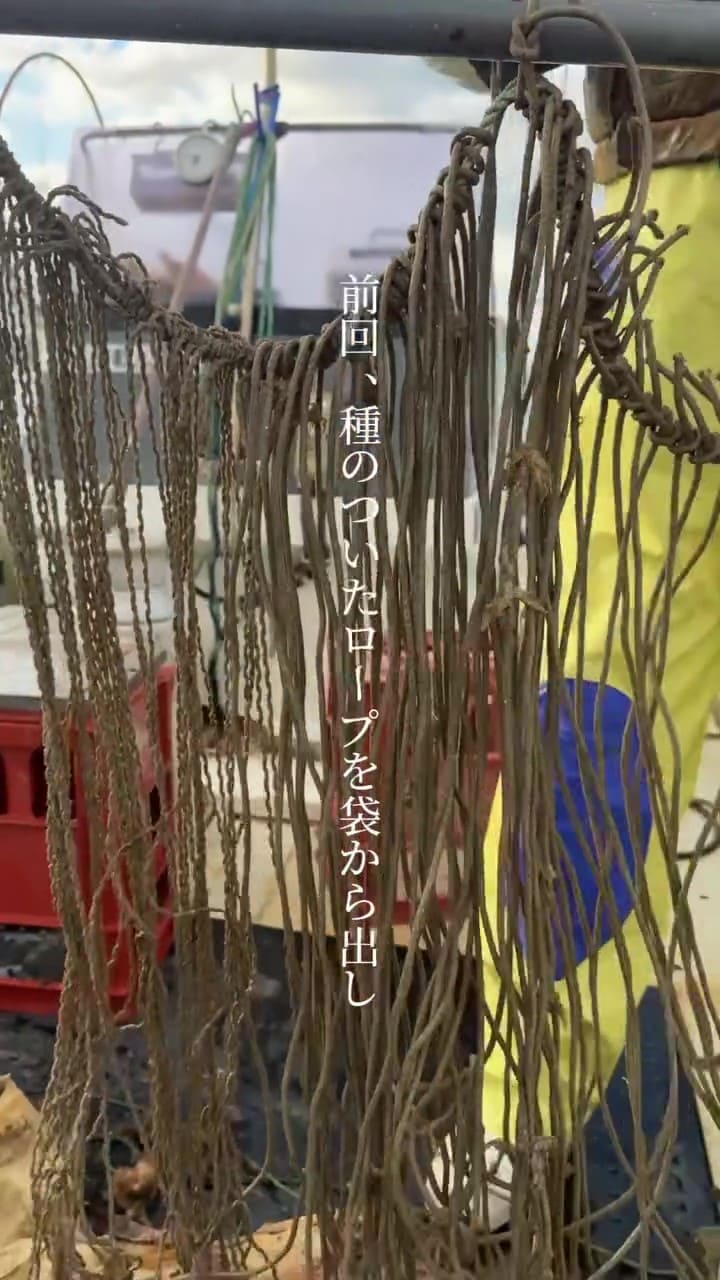 前回、種のついてロープを袋から出し