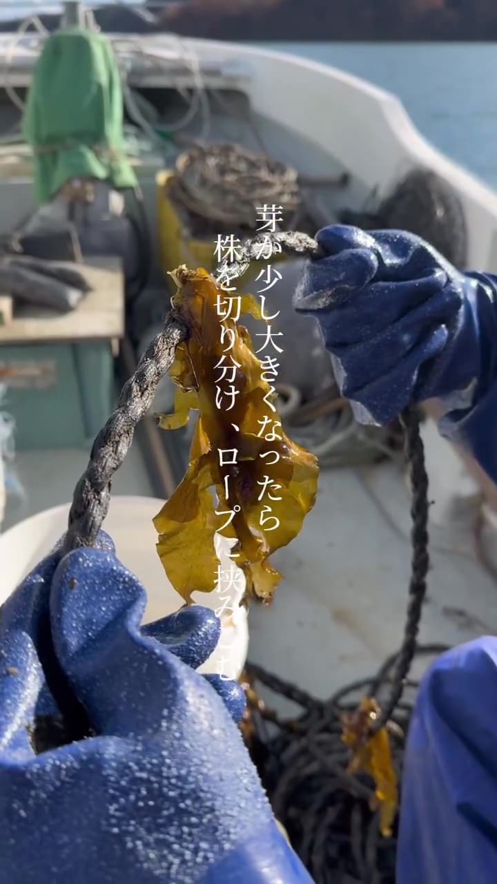 ロープを海に寝かせ、成長を待つ