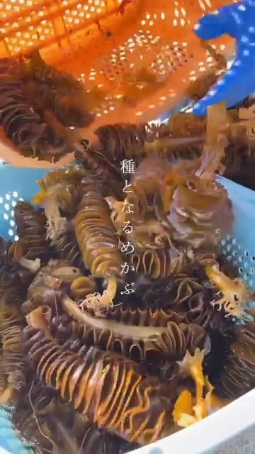 種となるめかぶ