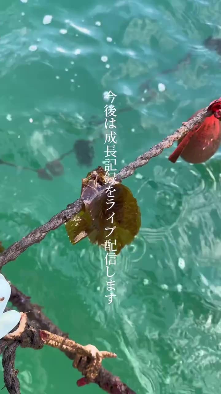 ワカメの成長の様子