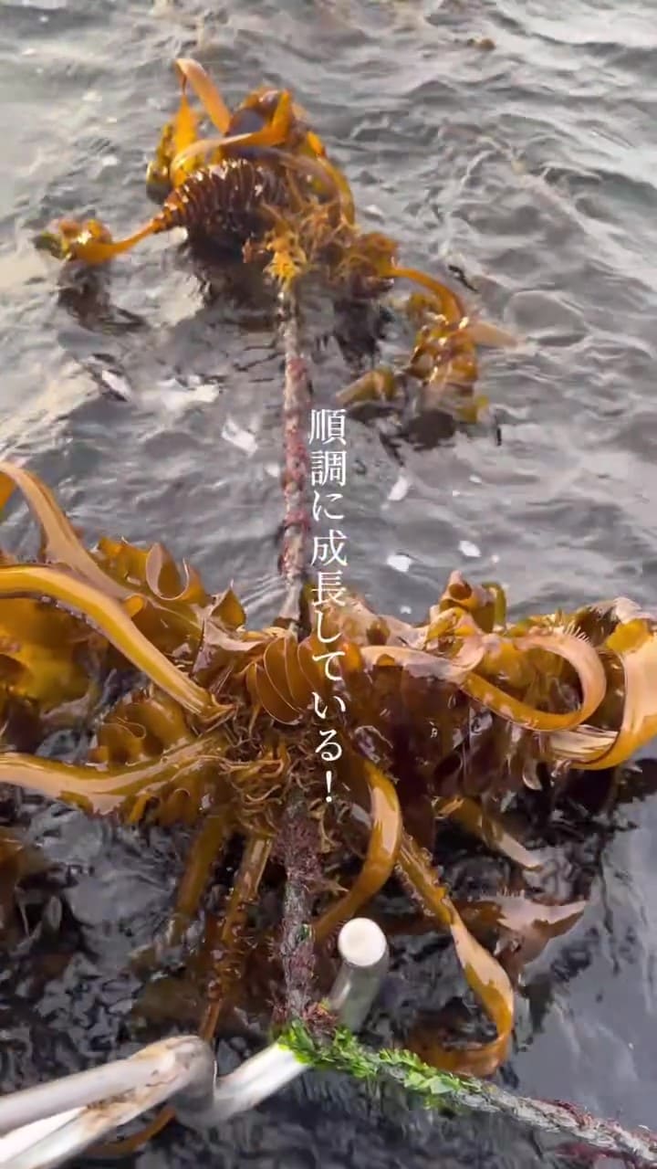 成長したワカメの確認