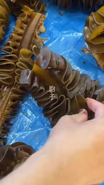 胞子を収集する様子