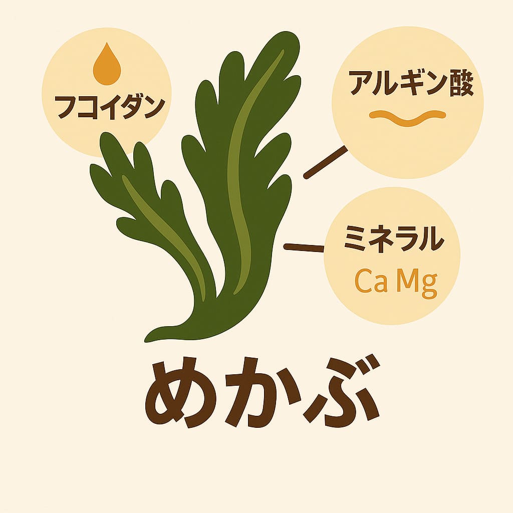 めかぶの力の秘密